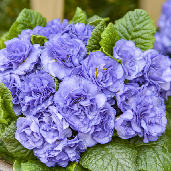 Blue Cobalt Primrose Flower seeds for Planting Garden Favorite Heirloom & GMO Free Seeds for Home Garden 
 
 Sale