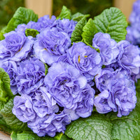 Blue Cobalt Primrose Flower seeds for Planting Garden Favorite Heirloom & GMO Free Seeds for Home Garden 
 
 Sale