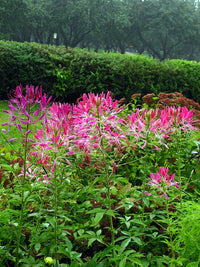 Cleome Queen Flower Seeds for Vibrant Cleome Blooms