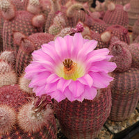 Violet Echinocereus Rigidissimus Flower seeds for Planting Colorful Display Heirloom & GMO Free Seeds for Home Garden 
 
 Sale