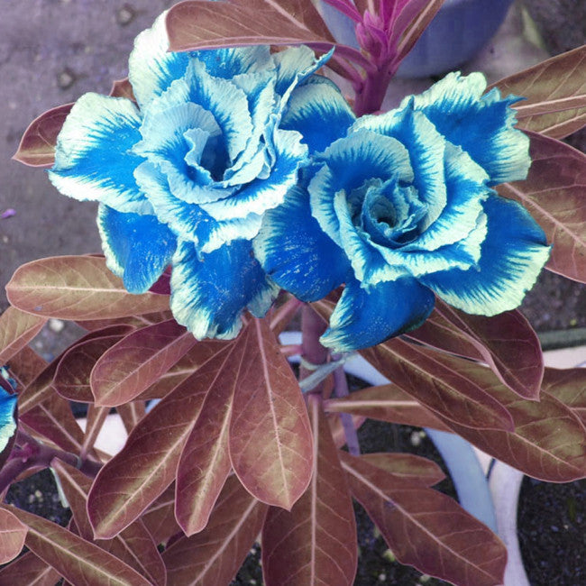 Sky Blue Adenium Obesum Seeds Flower seeds for Planting Low Maintenance Heirloom & GMO Free Seeds for Home Garden