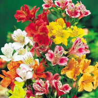 Yellow Alstroemeria Flower Seeds Planting