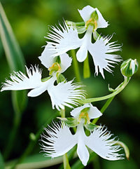 White Egret Orchid Flower seeds for Planting - Garden Favorite, Heirloom & GMO Free Seeds for Home Garden