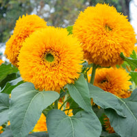 Sunflower Teddy Bear Helianthus annuus Flower Seeds for Planting in Garden