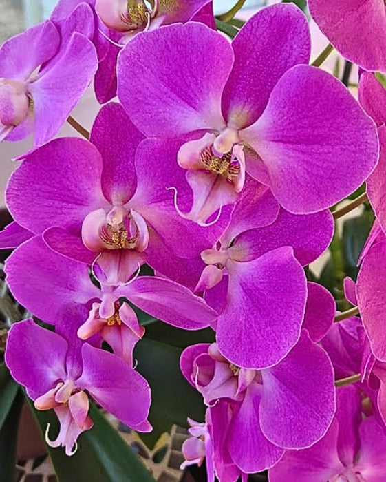 Violet Phalaenopsis Orchid Flower Seeds for Planting Drought Tolerant Heirloom & GMO Free Seeds for Home Garden
 
 Sale