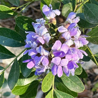 Secundiflora Flower seeds for Planting Drought Tolerant Heirloom & GMO Free Seeds for Home Garden
