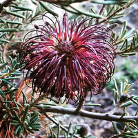 Violet Banksia Flower seeds for Planting, Pollinator Friendly Heirloom & GMO Free Seeds for Home Garden