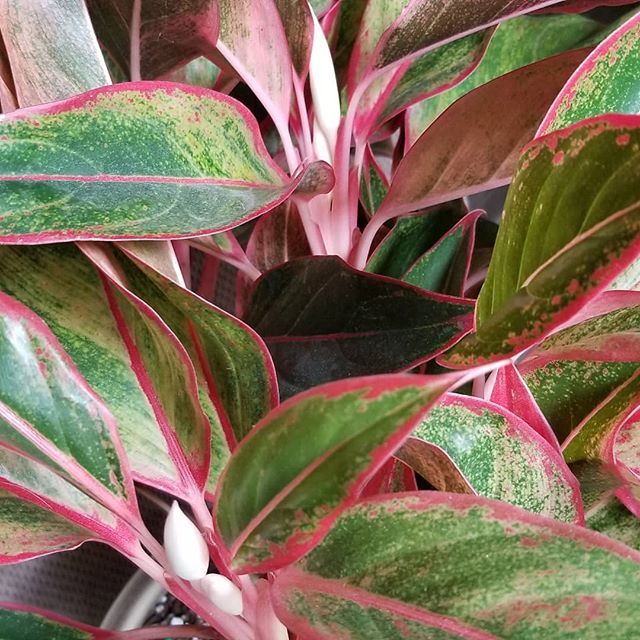 Pink Aglaonema Flower seeds for Planting - Easy to Grow, Heirloom & GMO Free Seeds for Home Garden