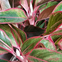 Pink Aglaonema Flower seeds for Planting - Easy to Grow, Heirloom & GMO Free Seeds for Home Garden