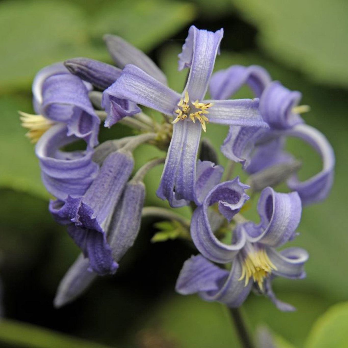 Clematis Heracleifolia Flower seeds for Planting Pollinator Friendly Heirloom & GMO Free Seeds for Home Garden 
 
 Sale