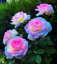 Sky Blue Pink Rose Flower Seeds for Planting Garden Favorite Heirloom & GMO Free Seeds for Home Garden
 
 Sale