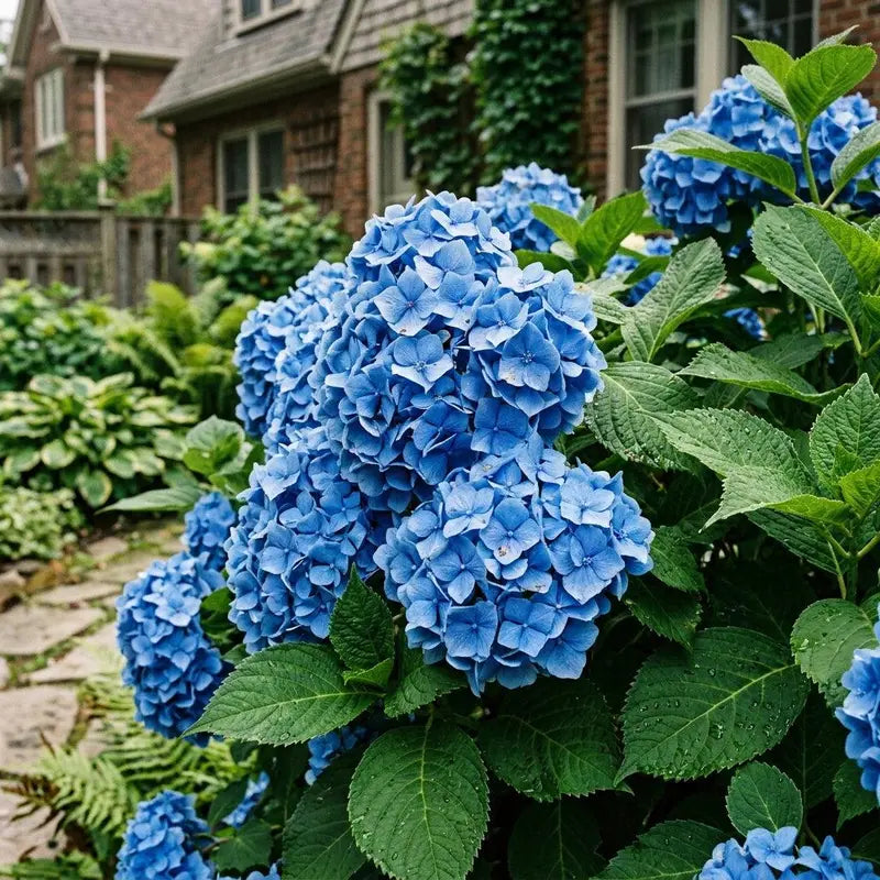 Blue Hydrangea Flower seeds for Planting - Compact Growth, Heirloom & GMO Free Seeds for Home Garden