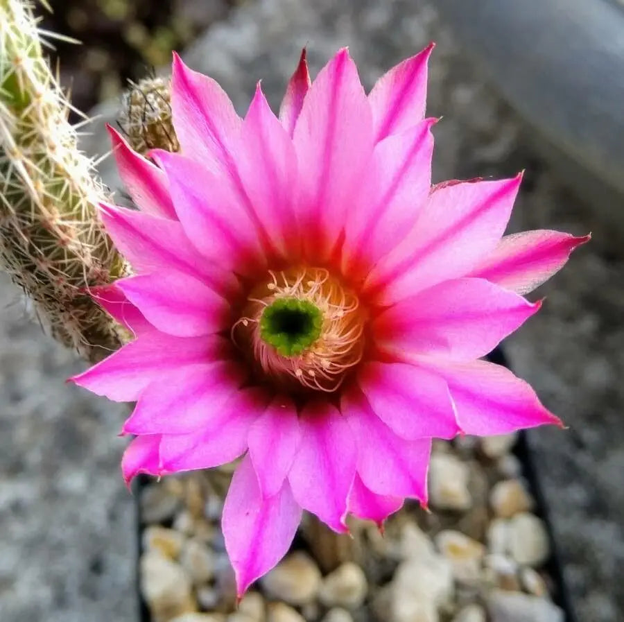 Wilcoxia Poselgeri Seed for Planting  Seed for Flourishing and Lush Greenery in Your Garden