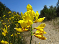 Spartium Junceum Flower seeds for Planting Long Bloom Season Heirloom & GMO Free Seeds for Home Garden 
 
 Sale