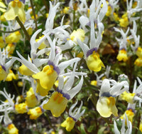 Mixed Nemesia Masquerade Flower seeds for Planting Sun Loving Heirloom & GMO Free Seeds for Home Garden 
 
 Sale
