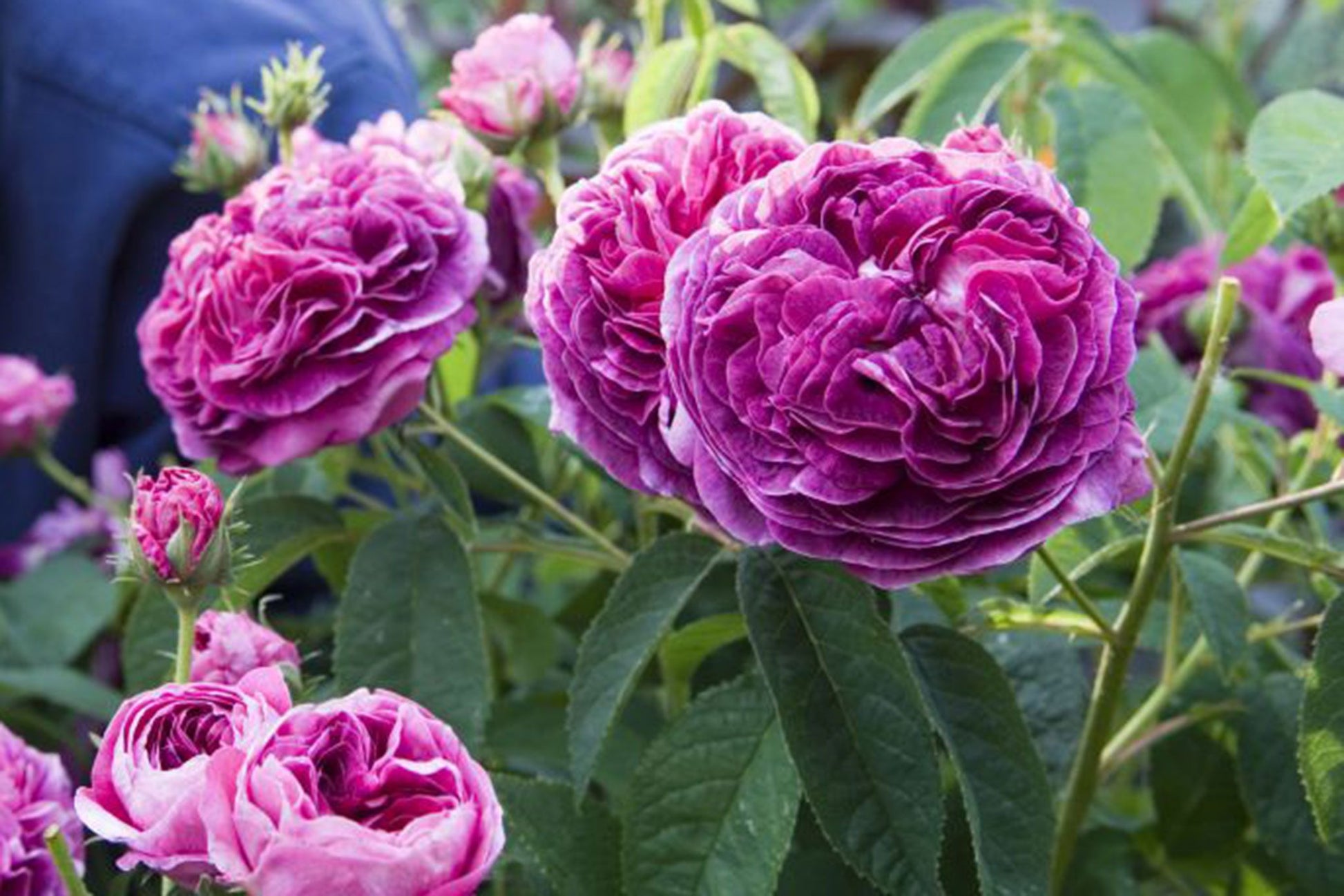 Charles de Mills Flower seeds for Planting - Wildflower Mix, Heirloom & GMO Free Seeds for Home Garden