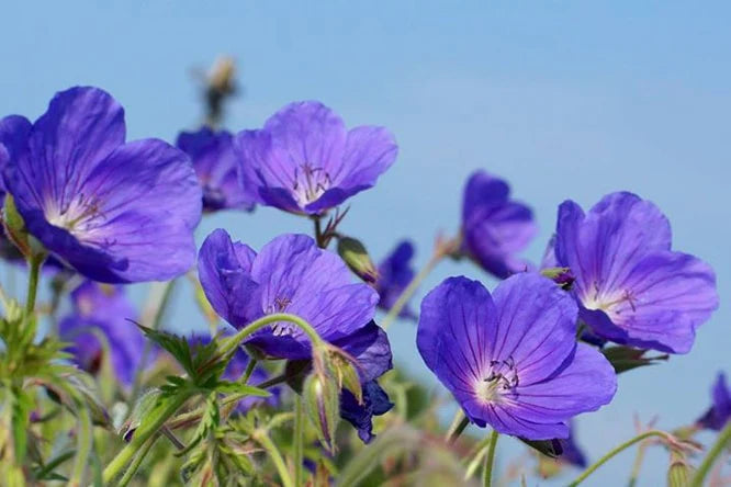 Purple Narcissus Flower Seeds for Planting Sun Loving Heirloom & GMO Free Seeds for Home Garden
 
 Sale