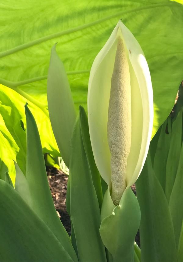 Colocasia Flower seeds for Planting Low Maintenance Heirloom & GMO Free Seeds for Home Garden