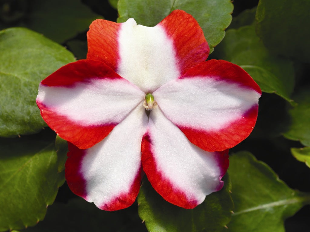 Impatiens Accent Premium Flower Mix Seeds for Planting flower bed