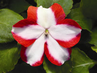 Impatiens Accent Premium Flower Mix Seeds for Planting flower bed