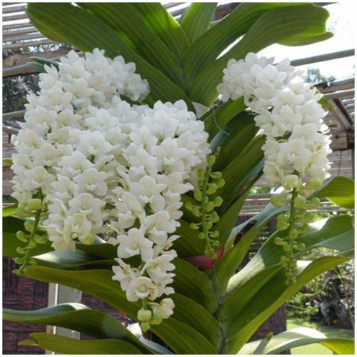 Rhynchostylis Flower seeds for Planting Wildflower Mix Heirloom & GMO Free Seeds for Home Garden