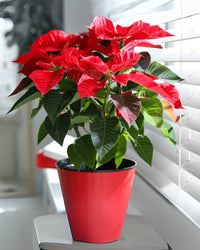 Poinsettia Flower seeds for Planting Easy to Grow Heirloom & GMO Free Seeds for Home Garden