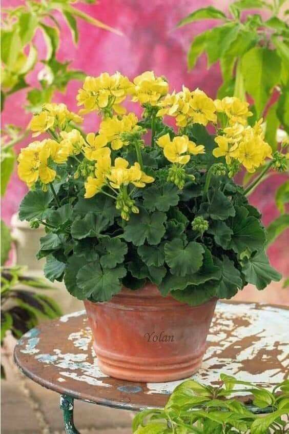Yellow (Yellow Univalve) seeds for planting in home garden