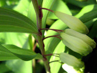 Polygonatum Flower seeds for Planting Colorful Display Heirloom & GMO Free Seeds for Home Garden 
 
 Sale