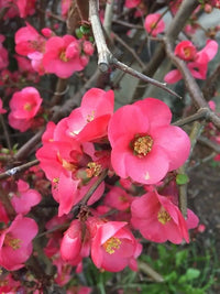 Pink Chaenomeles Flower seeds for Planting - Long Bloom Season, Heirloom & GMO Free Seeds for Home Garden