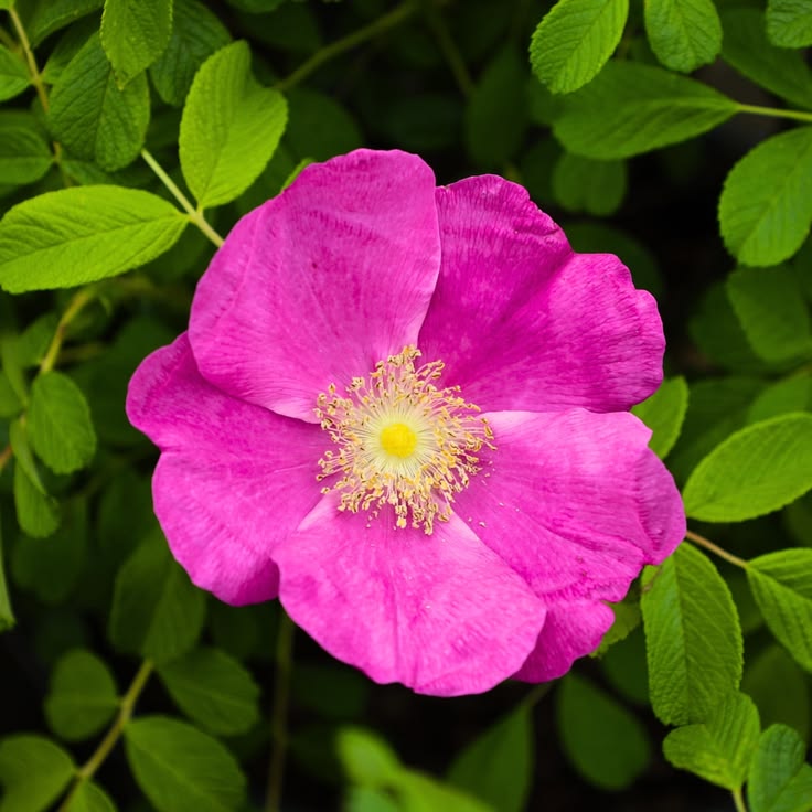 Pink Rugosa Flower seeds for Planting Garden Favorite Heirloom & GMO Free Seeds for Home Garden
 
 Sale