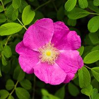 Pink Rugosa Flower seeds for Planting Garden Favorite Heirloom & GMO Free Seeds for Home Garden
 
 Sale