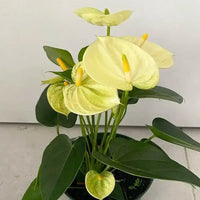 Light Green Anthurium Flower seeds for Planting Bright Blooms Heirloom & GMO Free Seeds for Home Garden