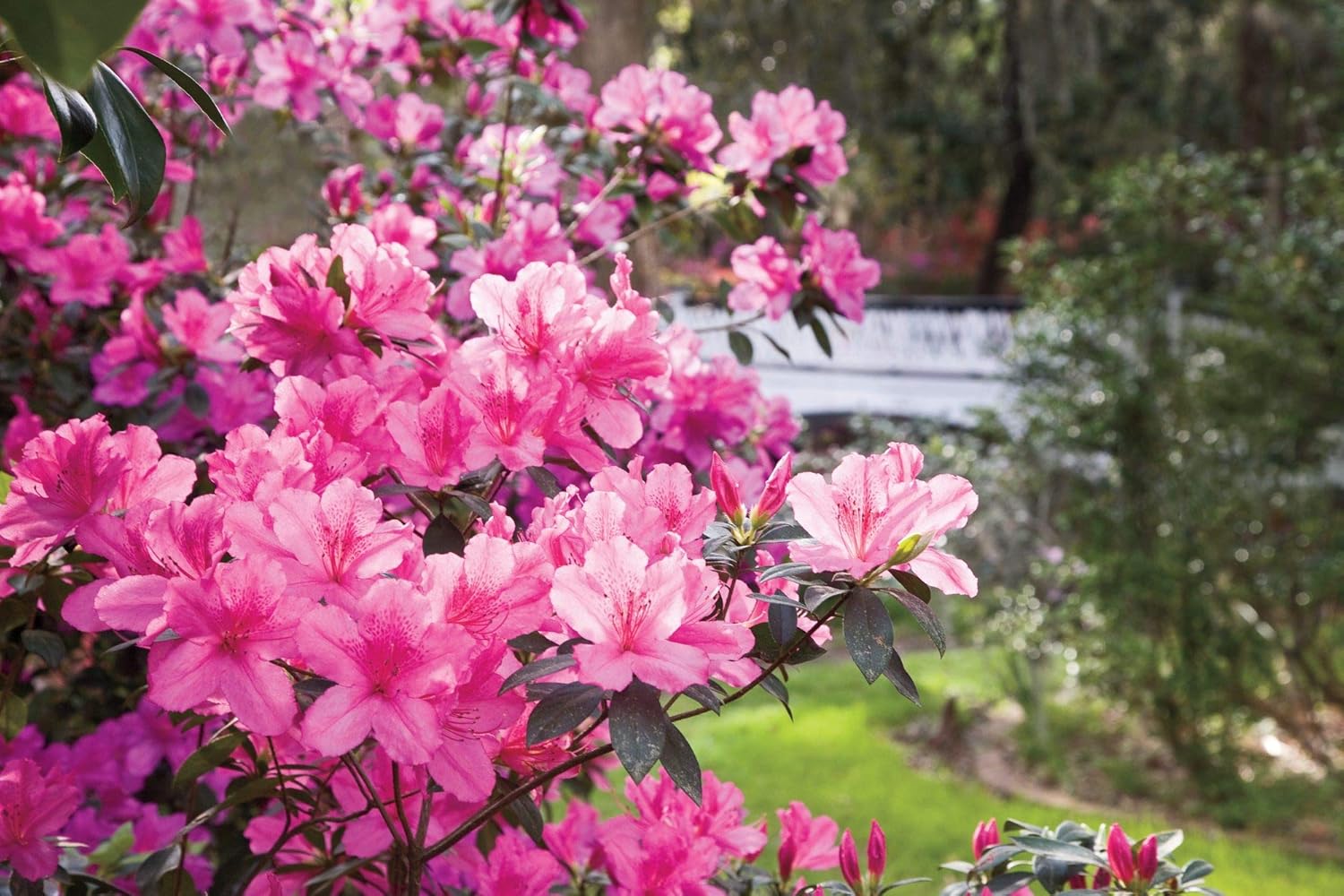Baby Pink Azalea Flower Seeds for Planting