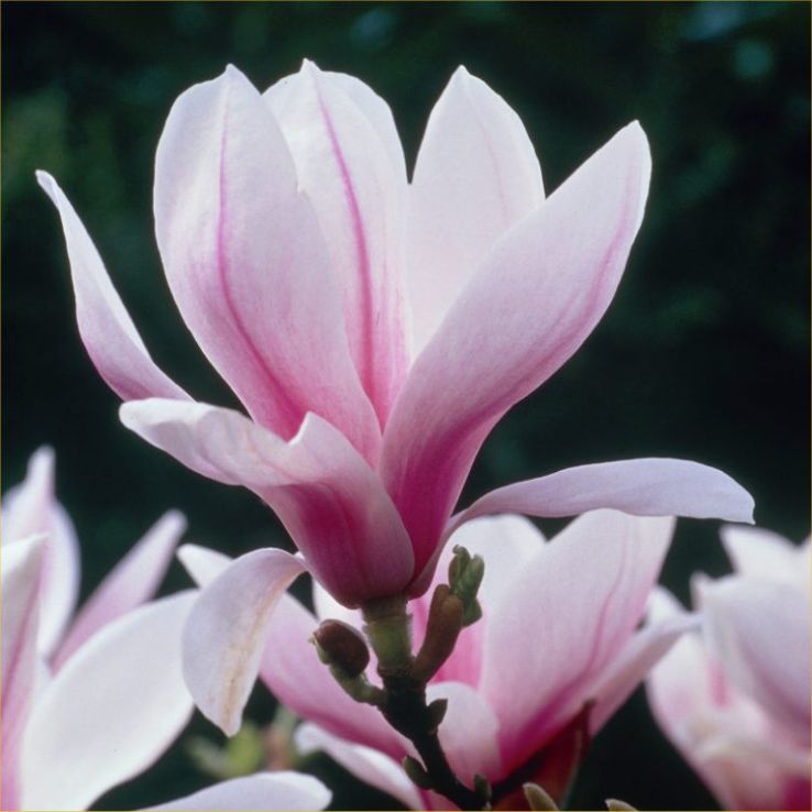 Baby Pink Yulan Flower Seeds