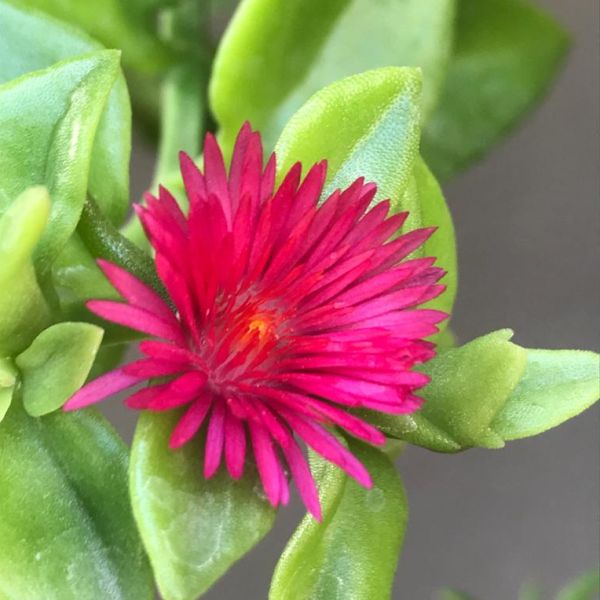 Vibrant Red Aptenia Cordifolia Flower Seeds for Easy Planting