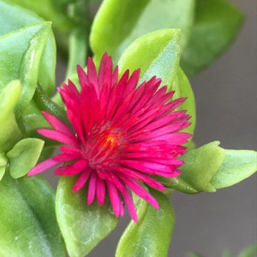 Vibrant Red Aptenia Cordifolia Flower Seeds for Easy Planting