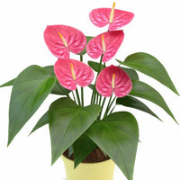 Anthurium Pink Flower Seeds  Perennial Planting Seeds