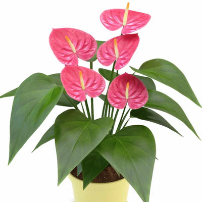 100 Pcs