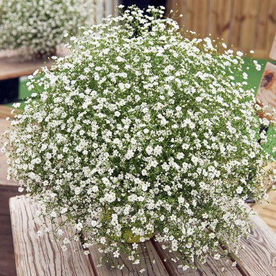 100 Pcs