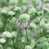 Green Gypsophila Flower seeds for Planting - Sun Loving, Heirloom & GMO Free Seeds for Home Garden