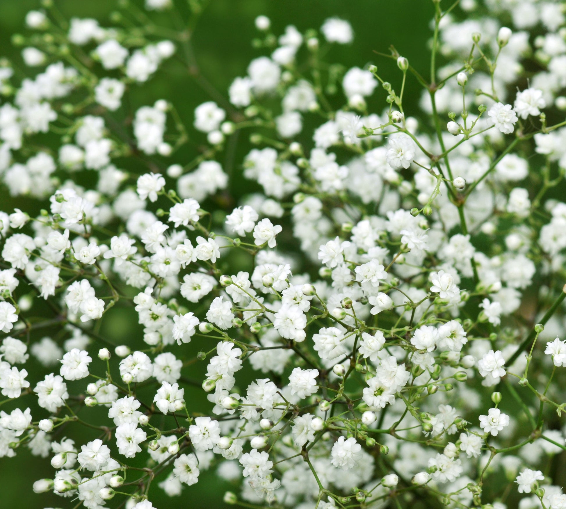 Peach Gypsophila Flower seeds for Planting - Low Maintenance, Heirloom & GMO Free Seeds for Home Garden