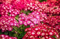 Red Cineraria Flower seeds for Planting Fragrant Blossoms Heirloom & GMO Free Seeds for Home Garden 
 
 Sale