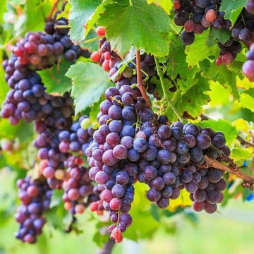 Grape vine on backyard trellis