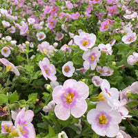 Bacopa Blutopia Flower Seeds for Planting