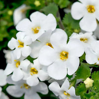 Bacopa Flower seeds for Planting - Fragrant Blossoms, Heirloom & GMO Free Seeds for Home Garden