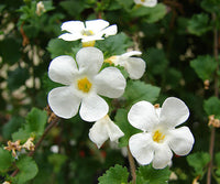 Bacopa Flower seeds for Planting - Fragrant Blossoms, Heirloom & GMO Free Seeds for Home Garden