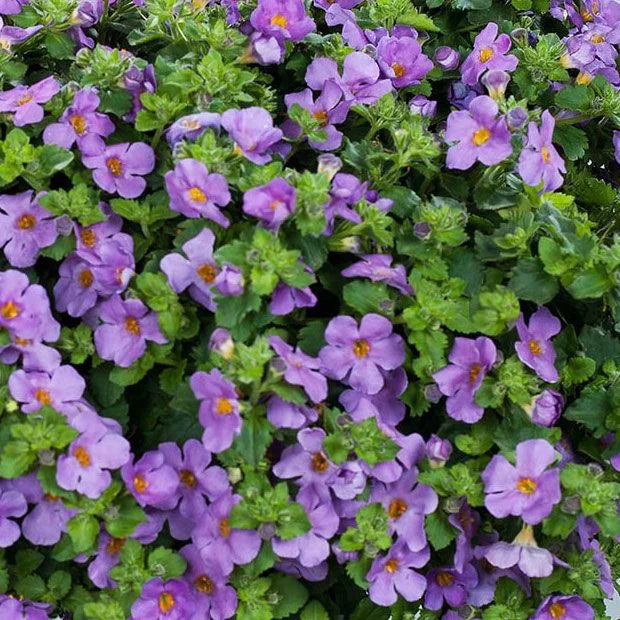 Gulliver Flower seeds for Planting - Drought Tolerant, Heirloom & GMO Free Seeds for Home Garden