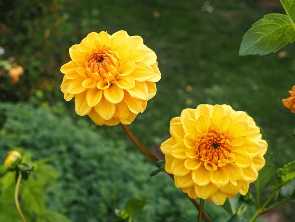 Yellow Pompon Dahlia Flower Seeds for Planting – Heirloom, Non-GMO, Garden Favorite Seeds