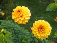 Yellow Pompon Dahlia Flower Seeds for Planting – Heirloom, Non-GMO, Garden Favorite Seeds