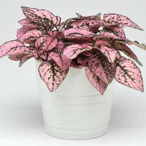 Light Pink Green Hypoestes Flower seeds for Planting Low Maintenance Heirloom & GMO Free Seeds for Home Garden
 
 Sale